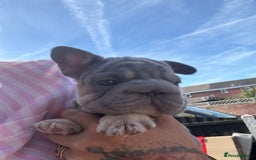 French Bulldog dogs for sale: French bulldog babies  - Image 33