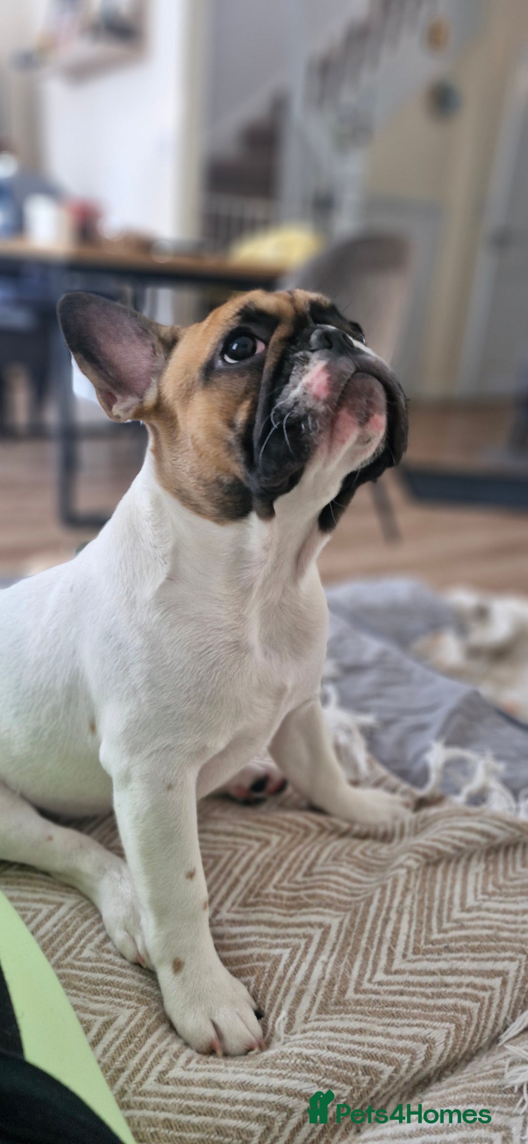 French Bulldog dogs for sale: French Bulldog - Advert 5