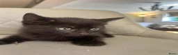 Mixed Breed cats for sale: Adorable kittens looking for forever homes - Advert 7