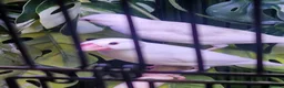 Finches birds for sale: Java finchs - Advert 3