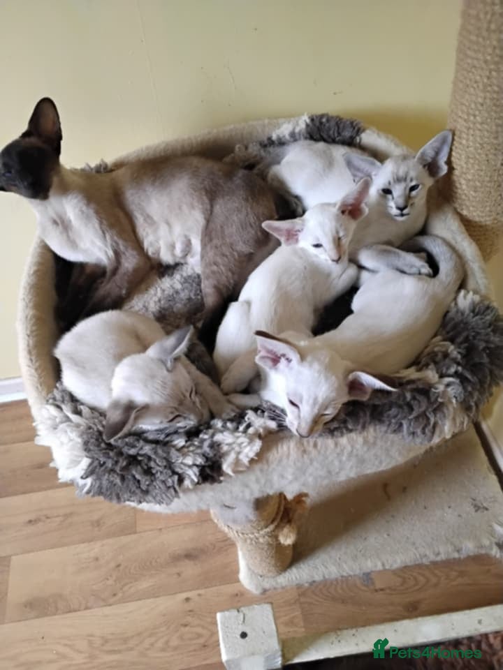 Siamese cats G C C F reg Siamese boys  - Advert 1