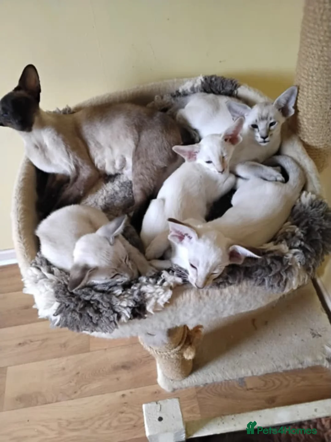Siamese cats for sale: G C C F reg Siamese boys  - Advert 1