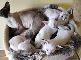 Siamese cats G C C F reg Siamese boys - Advert 3