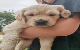 Golden Retriever dogs for sale: Gorgeous Golden Retriever Puppies  - Image 7