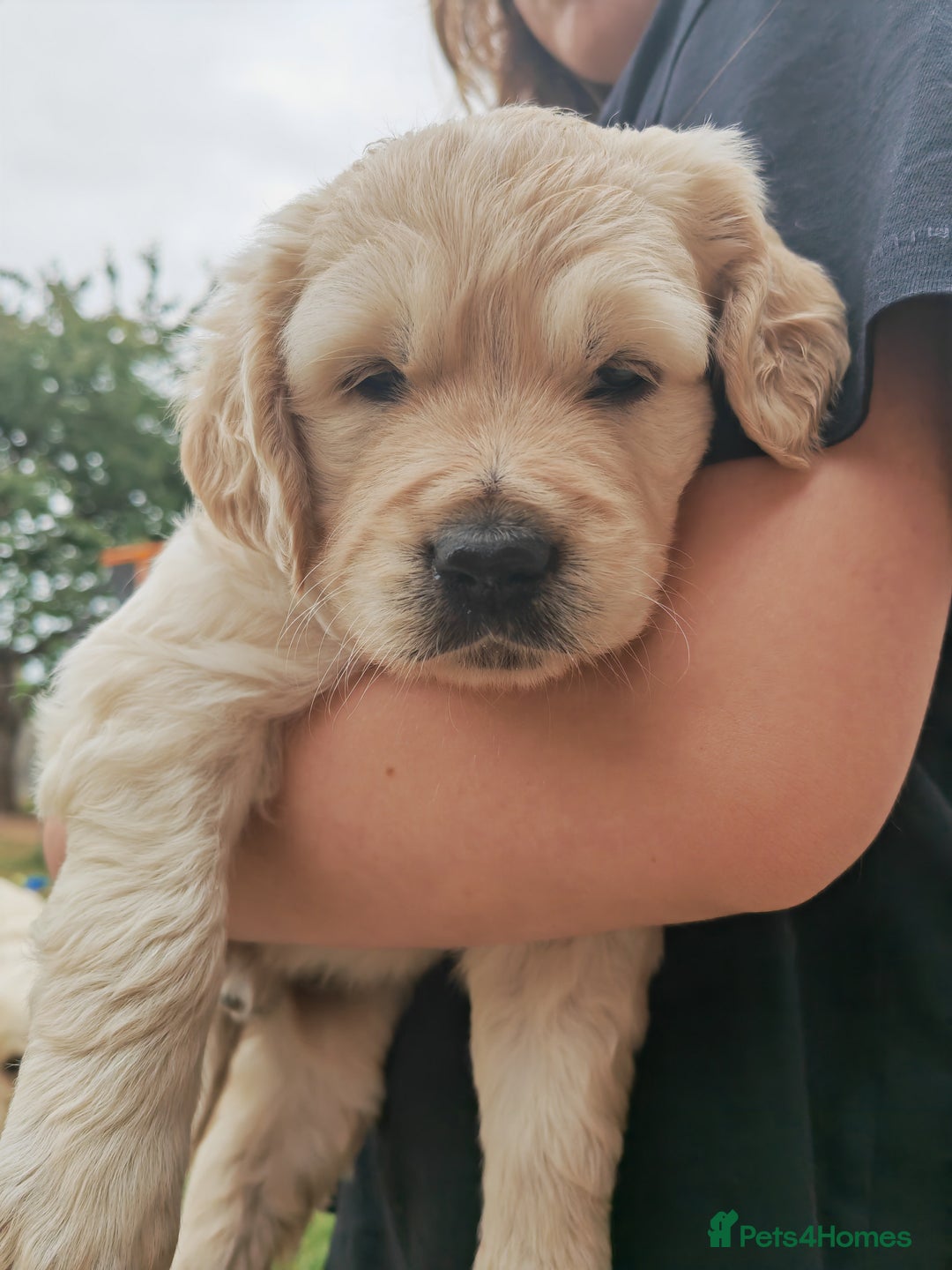 Golden Retriever dogs for sale: Gorgeous Golden Retriever Puppies  - Image 7