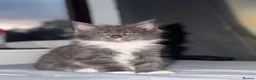 Maine Coon cats for sale: 2 beautiful Maine Coones left - Advert 6