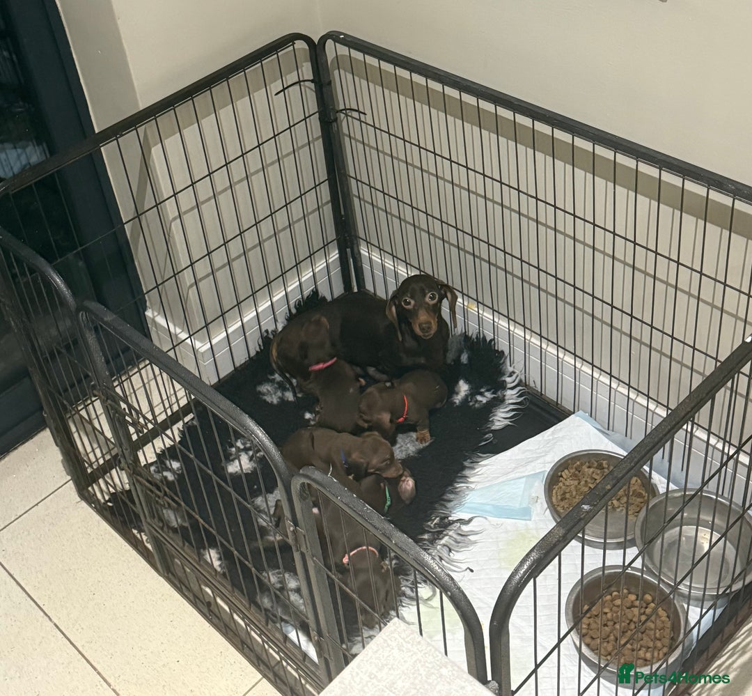Miniature Dachshund dogs for sale: Chocolate and tan miniature dachshunds - Advert 6