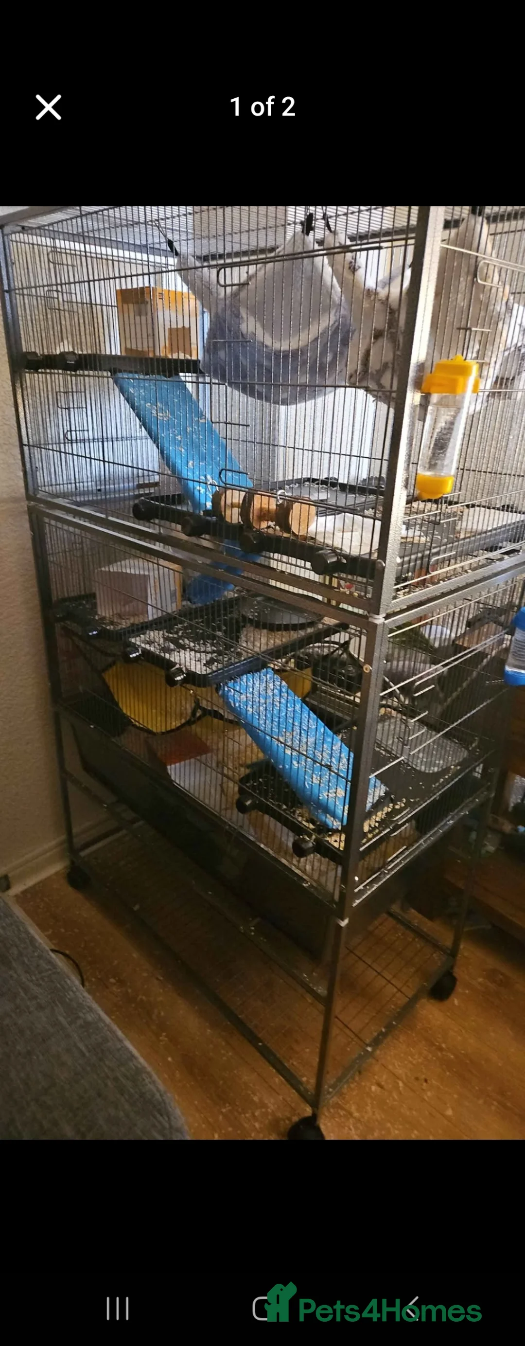 Rat rodents for sale: Rat babies for sale - Advert 4