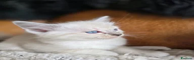 Ragdoll 1