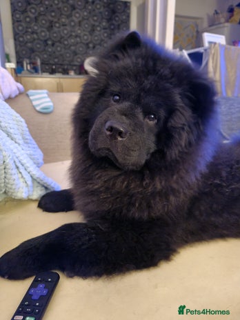 Chow Chow dogs in Blackburn - Advert 7