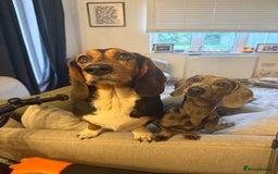 Miniature Dachshund dogs for sale: Miniature dachshund for sale - Image 3