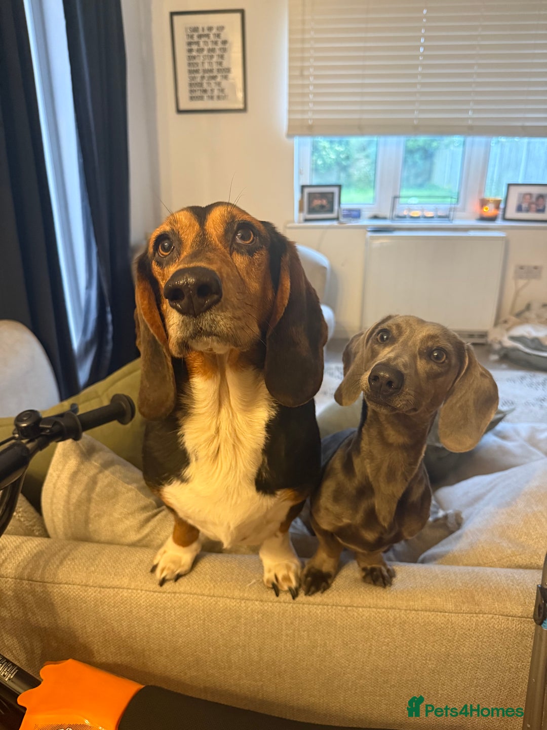 Miniature Dachshund dogs for sale: Miniature dachshund for sale - Image 3