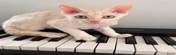 Devon Rex cats for sale: Gorgeous Devon Rex Kitten - Advert 11
