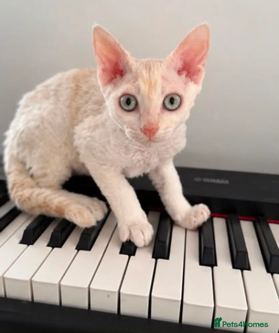 Devon Rex cats for sale: Gorgeous Devon Rex Kitten - Advert 11