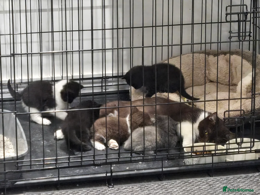 British Shorthair cats for sale: Superb pedigree TICA reg BSH kittens in King's Lynn - Advert 2