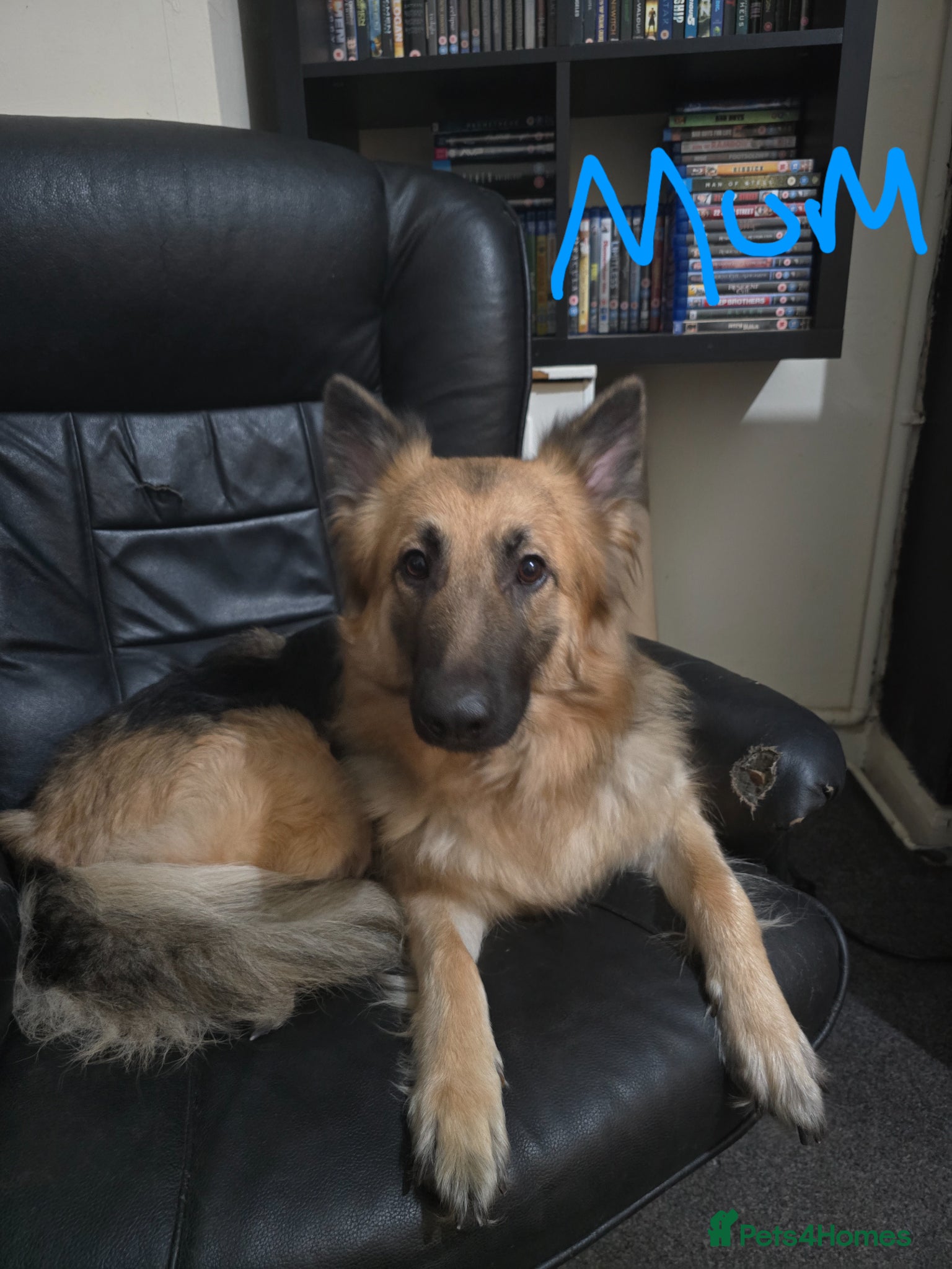 German Shepherd dogs German Shepherd x American Bully  - Advert 1