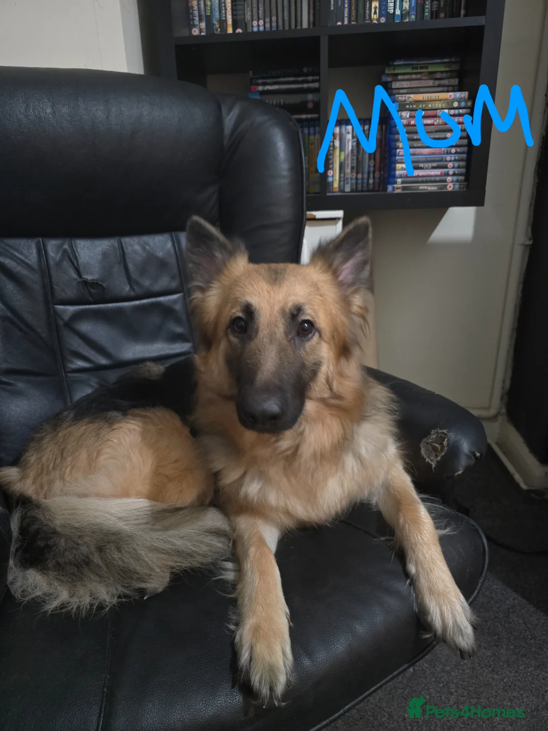 German Shepherd dogs for sale: German Shepherd x American Bully  - Advert 1