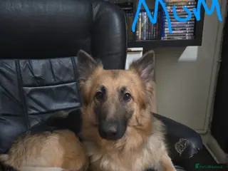 German Shepherd dogs German Shepherd x American Bully - Advert 1