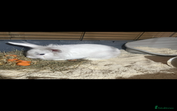 Lionhead rabbits for sale: 2 Lionhead bunnies for sale  - Image 9