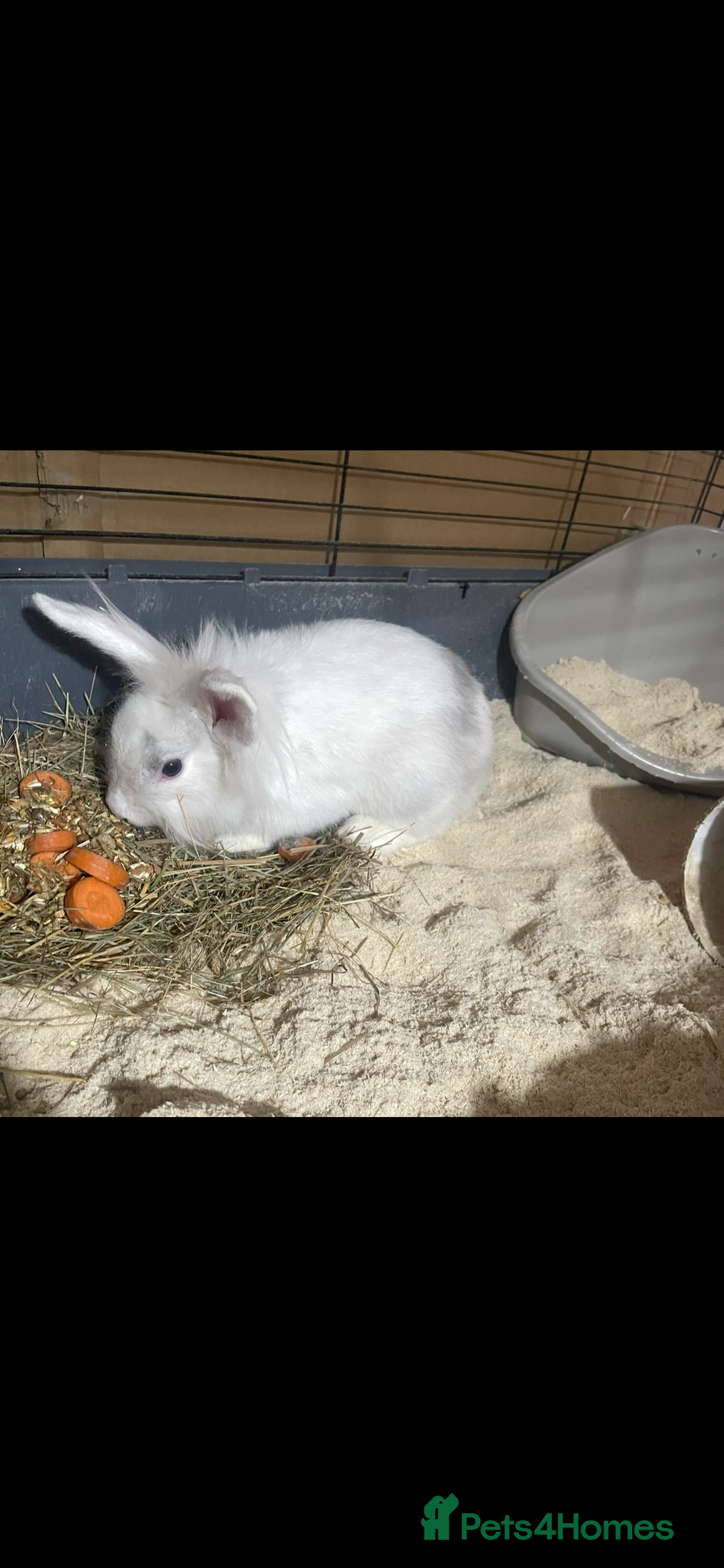 Lionhead rabbits for sale: 2 Lionhead bunnies for sale  - Image 9