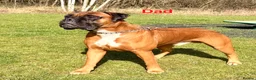 Boxer dogs for sale: Beautiful Red Boxer Puppies - Royal Kennel Club in Corby - Advert 4