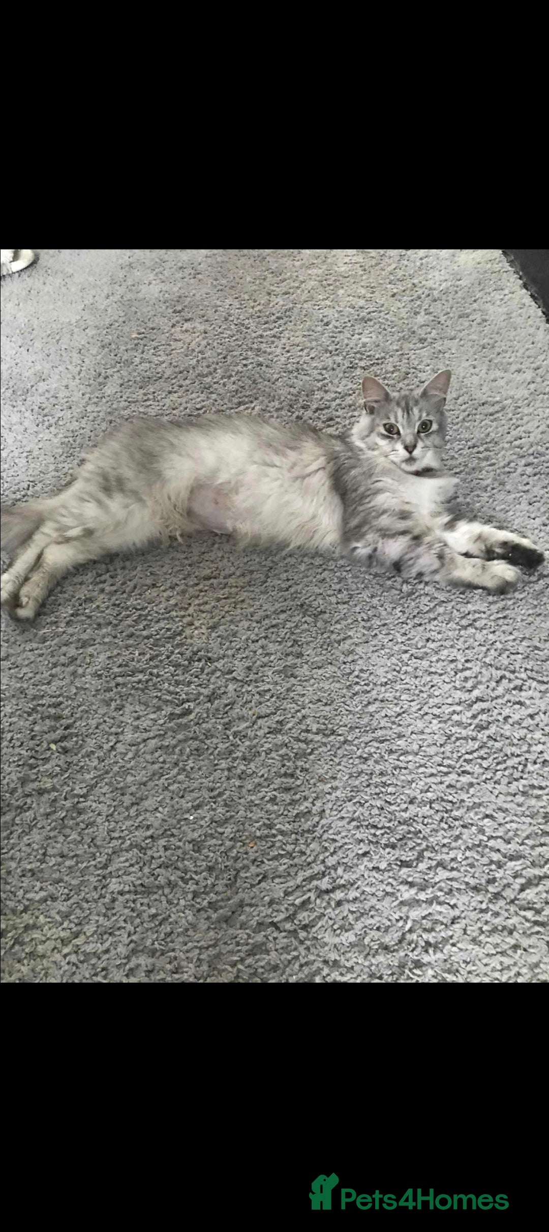 Maine Coon cats for sale: 3 year old female maine coon - Image 1