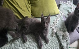 Maine Coon cats for sale: Maine Coon Kittens ready to leave home  - Image 21