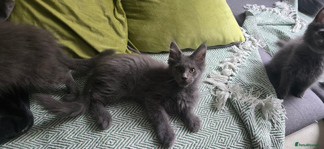 Maine Coon cats for sale: Maine Coon Kittens ready to leave home  - Image 21