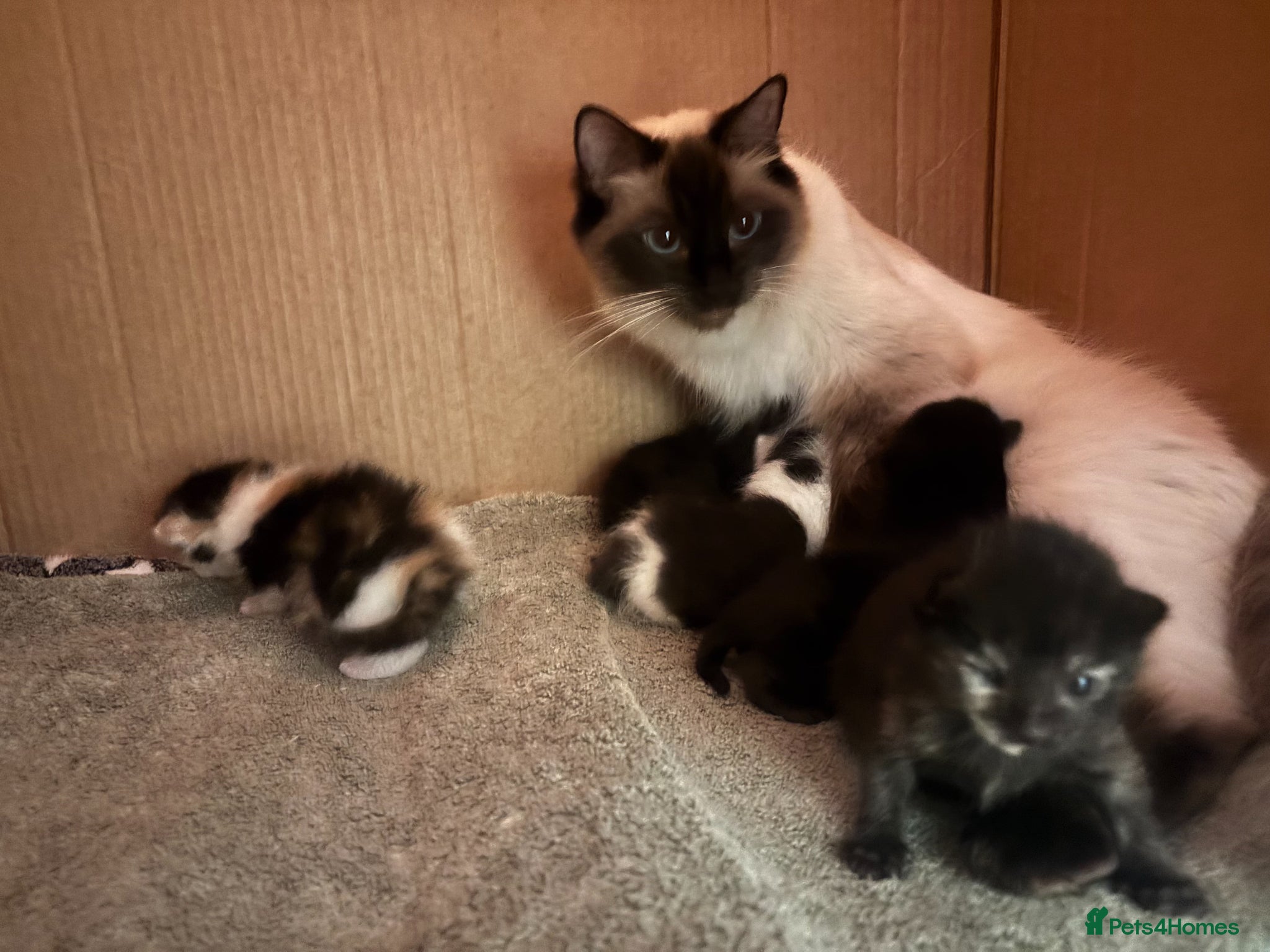 Mixed Breed cats for sale: Kittens for Sale  - Advert 3
