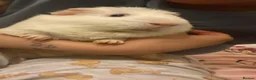 Guinea Pig rodents for sale: 4 males guinea pigs for adoption in Barking - Advert 6
