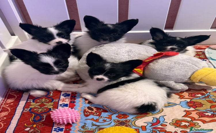 Papillon dogs Beautiful, KC reg, hereditary clear papillon pups - Advert 1