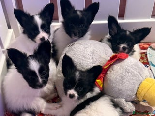 Papillon dogs Beautiful, KC reg, hereditary clear papillon pups - Advert 2