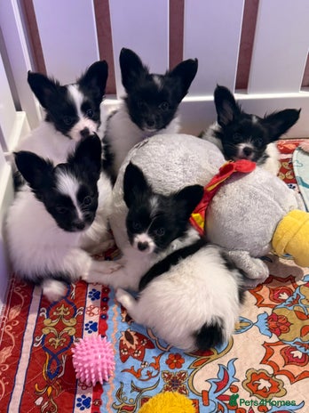 Papillon dogs Beautiful, KC reg, hereditary clear papillon pups - Advert 3