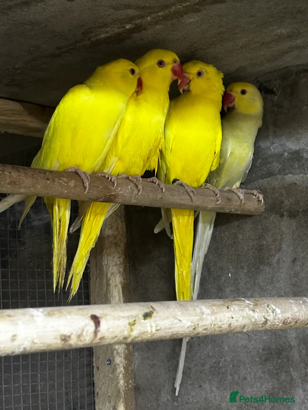 Mixed Breed birds for sale: Different birds for sale  - Advert 2