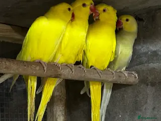 Mixed Breed birds Different birds for sale - Advert 6