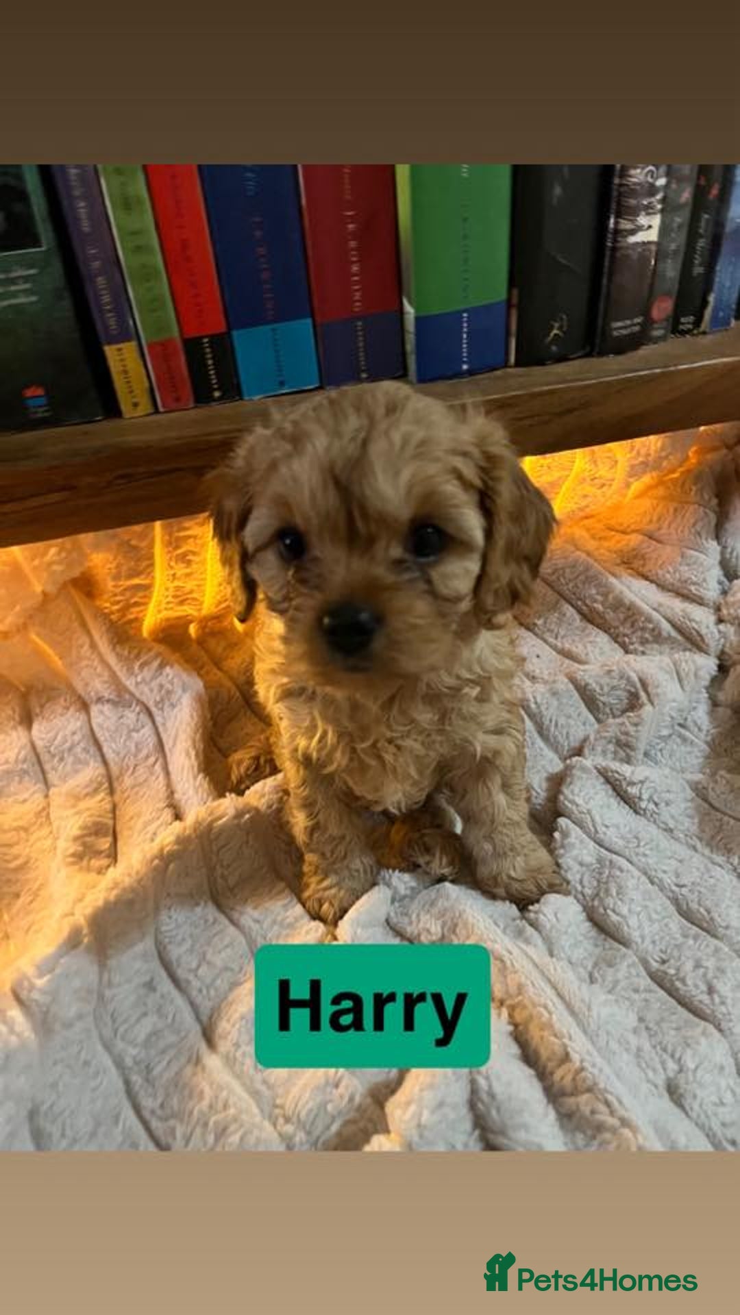 Cavapoo dogs for sale: Stunning Cavapoo Puppies - Advert 11