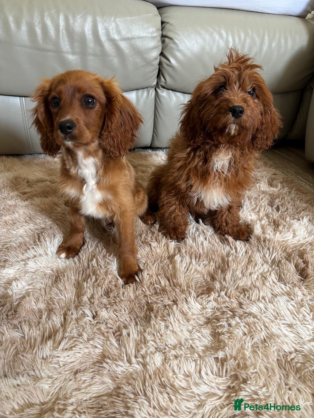 Cavapoo dogs for sale: F1b cavapoos two males left  in Worcester - Image 2