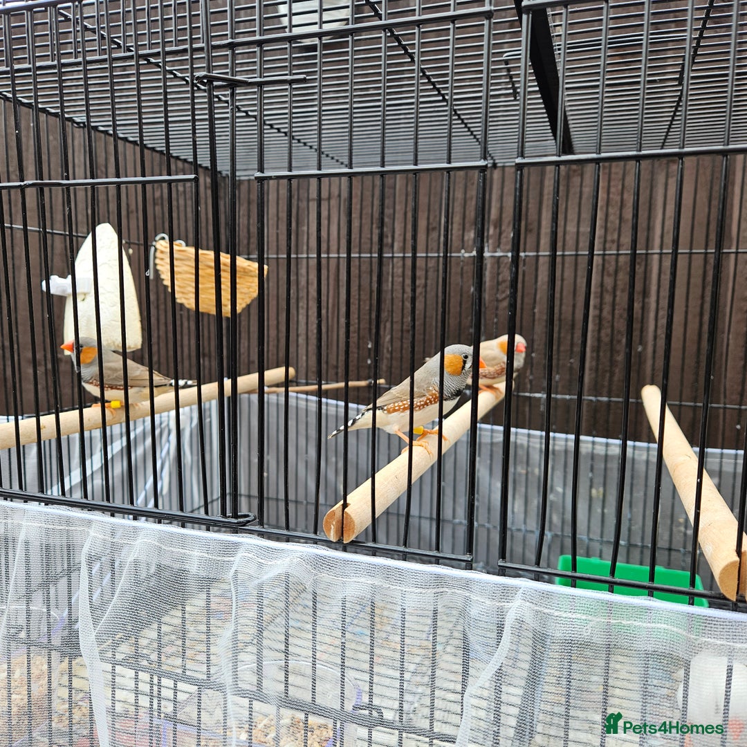 Finches birds for sale: Beautiful zebra finches - Image 4