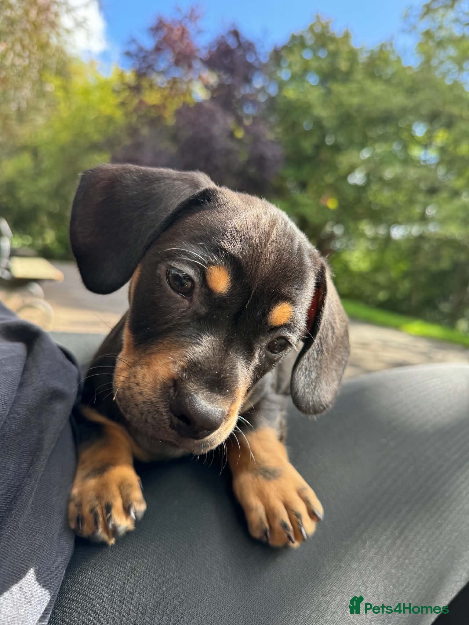 Mixed Breed dogs Miniature Isabella dachshund//with Frenchie - Advert 2