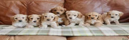 Cavapoo dogs for sale: Stunning Health Tested F1b Cavapoo Puppies - Advert 5