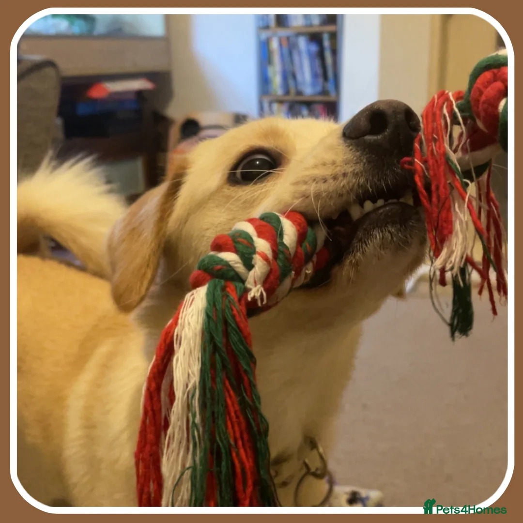 Mixed Breed dogs for sale: Belle the pomeagle - Advert 5