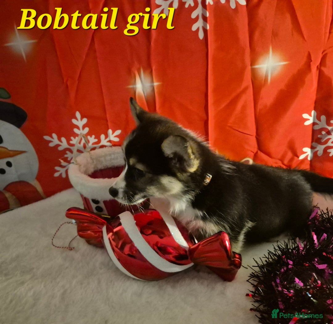 Welsh Corgi Pembroke dogs for sale: Kc reg Serbian lined bob & longtail - Advert 6