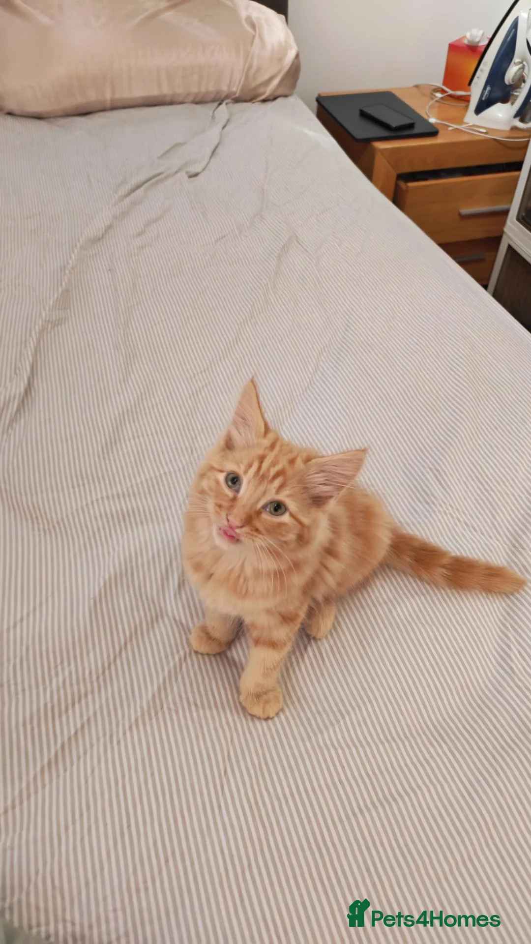 Mixed Breed cats for sale: Fluffy ginger kitten left - Advert 11