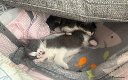 Domestic Shorthair cats for sale: 1 male and 1 female kitten  - Image 2