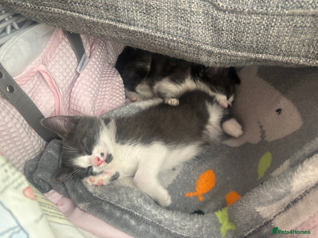 Domestic Shorthair cats for sale: 1 male and 1 female kitten  - Image 2