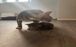 Bengal cats for sale: 2 boys and 2 girls ready asap - Image 3
