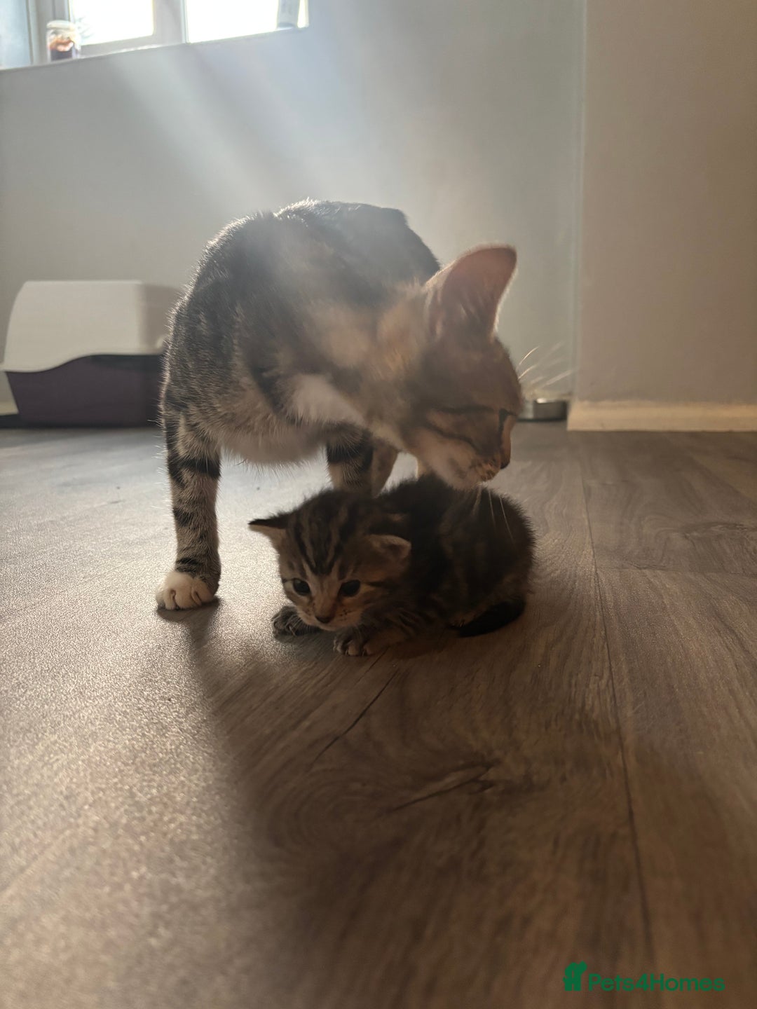Bengal cats for sale: 2 boys and 2 girls ready asap - Image 3
