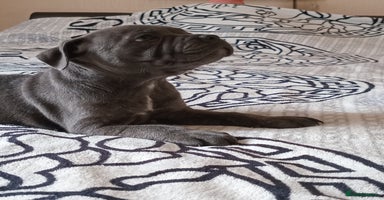 Staffordshire Bull Terrier dogs - Advert 6