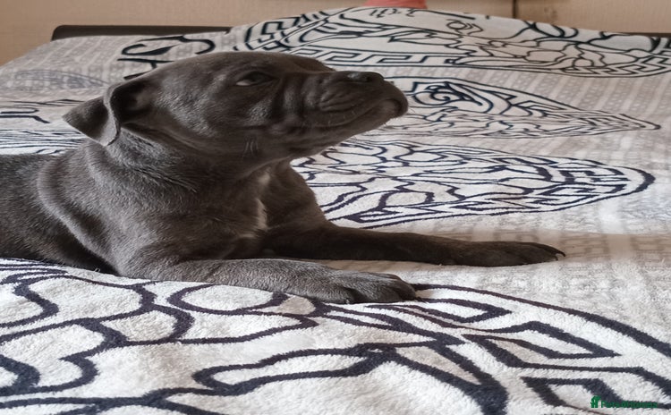 Staffordshire Bull Terrier dogs - Advert 6