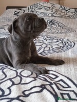 Staffordshire Bull Terrier dogs - Advert 6